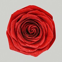 Blooming red rose, wet flower clipart