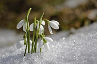Free snowdrop image, public domain flower CC0 photo.