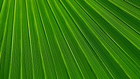 Palm leaf texture desktop wallpaper, high definition background