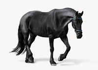 Black horse isolated on white, animal design