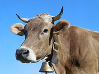 Free close up of a cow's head with bell image, public domain animal CC0 photo.