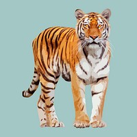 Tiger animal collage element, aesthetic illustration psd