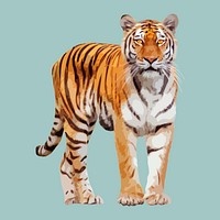 Tiger animal, aesthetic vector illustration