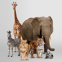 Safari animals, wildlife, zoo campaign psd