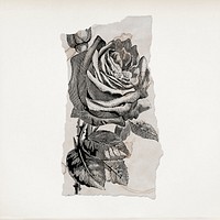 Vintage rose flower illustration, black and white drawing