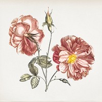 Camellia flower vintage illustration