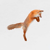 Fox jumping collage element, animal isolated design vector