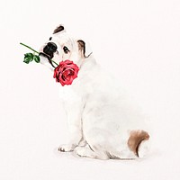 English bulldog illustration psd with rose in his mouth