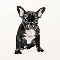 French bulldog illustration vector with baseball ball in his mouth