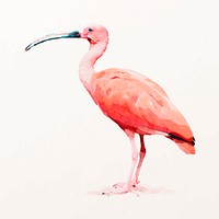 Scarlet ibis bird illustration vector in watercolor, animal painting