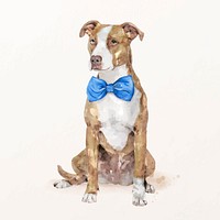 Pitbull terrier dog illustration vector with blue bow tie