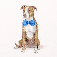 Pitbull terrier dog illustration psd with blue bow tie