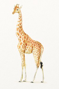 Watercolor giraffe illustration, animal painting