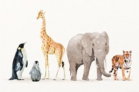 Wildlife animal illustration collection, animal painting