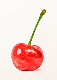 Red cherry illustration vector