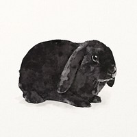 Black Holland Lop rabbit illustration, watercolor design