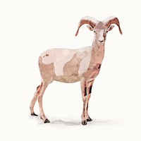 Mountain goat illustration, animal watercolor design