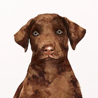 Labrador Retriever puppy watercolor illustration, pet design psd