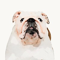 Watercolor  Bulldog illustration, animal design vector