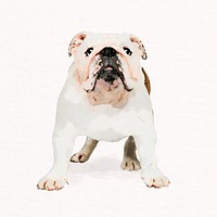 Cute dog watercolor illustration, Bulldog psd