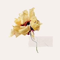 Dried flower with tape vector 