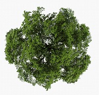 Green tree top view isolated on white, nature design