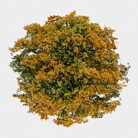 Tree top view isolated on white, autumn nature design psd