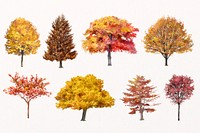 Autumn tree illustration set, orange nature design psd