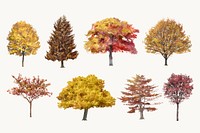 Autumn tree illustration set, nature design vector