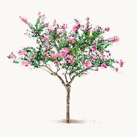 Flowering tree watercolor illustration isolated on white background, nature design vector