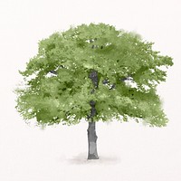 Tree watercolor illustration isolated on white background, spring nature design psd