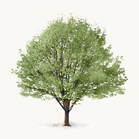 Tree watercolor illustration isolated on white background, spring nature design vector