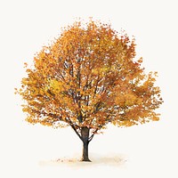 Tree watercolor illustration isolated on white background, autumn nature design vector