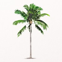 Palm tree watercolor illustration isolated on white background, tropical nature design psd