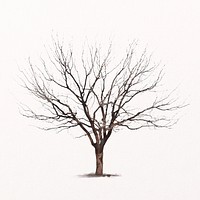 Leafless tree isolated on white, nature design