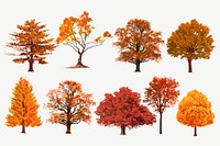 Autumn tree illustration set, nature design vector