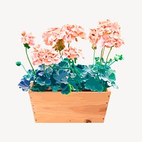 Pink flower in pot isolated on white, gardening watercolor illustration design vector