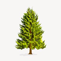 Spruce tree isolated on white, nature design vector
