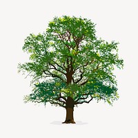 Tree isolated on white, nature design vector