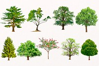 Tree illustration set, nature design psd