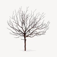 Leafless tree isolated on white, nature design vector