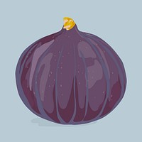 Fig clipart, fruit illustration design vector
