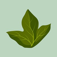 Leaf clipart, botanical illustration design psd