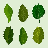 Leaf cliparts, botanical illustration design set vector