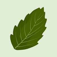 Green leaf clipart, realistic botanical illustration design