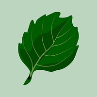 Green leaf clipart, botanical illustration design vector