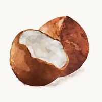 Watercolor coconut clipart, fruit illustration vector art