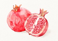 Watercolor pomegranate illustration, fruit drawing graphic