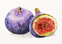 Watercolor figs illustration, fruit drawing graphic