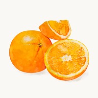 Watercolor orange clipart, fruit illustrations vector art